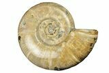 Polished Ammonite (Eotetragonites) Fossil - Madagascar #252784-1